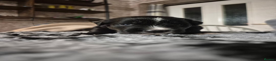 Border Collie Puppy 2 - Sully