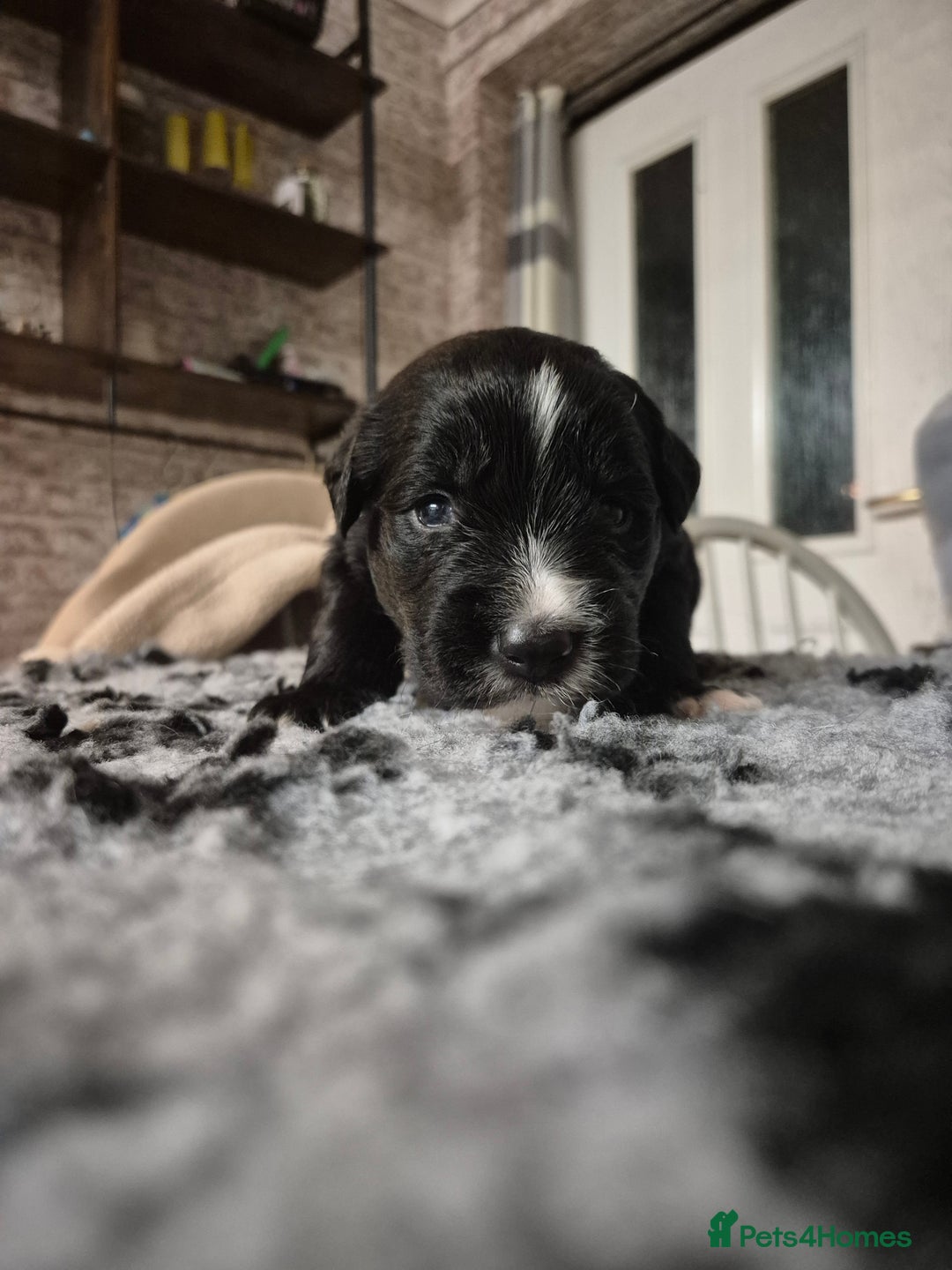 Border Collie dogs for sale: 🏡 Smart, Sweet Border Collie Pups Await You!" - Image 13