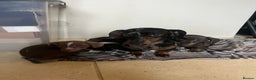 Miniature Dachshund dogs for sale: 💞Ready now Miniature dachshund 💞 - Advert 5