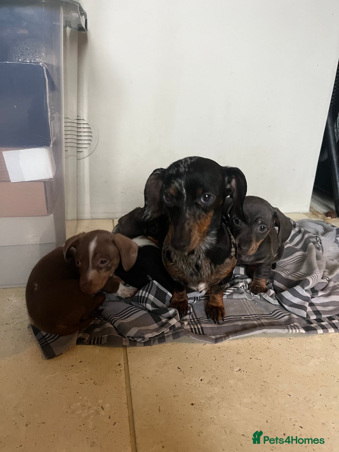 Miniature Dachshund dogs for sale: 💞Ready now Miniature dachshund 💞 - Advert 5