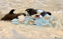 Chihuahua dogs for sale: CHIHUAHUA PUPPIES 🩵🩵 - Image 4