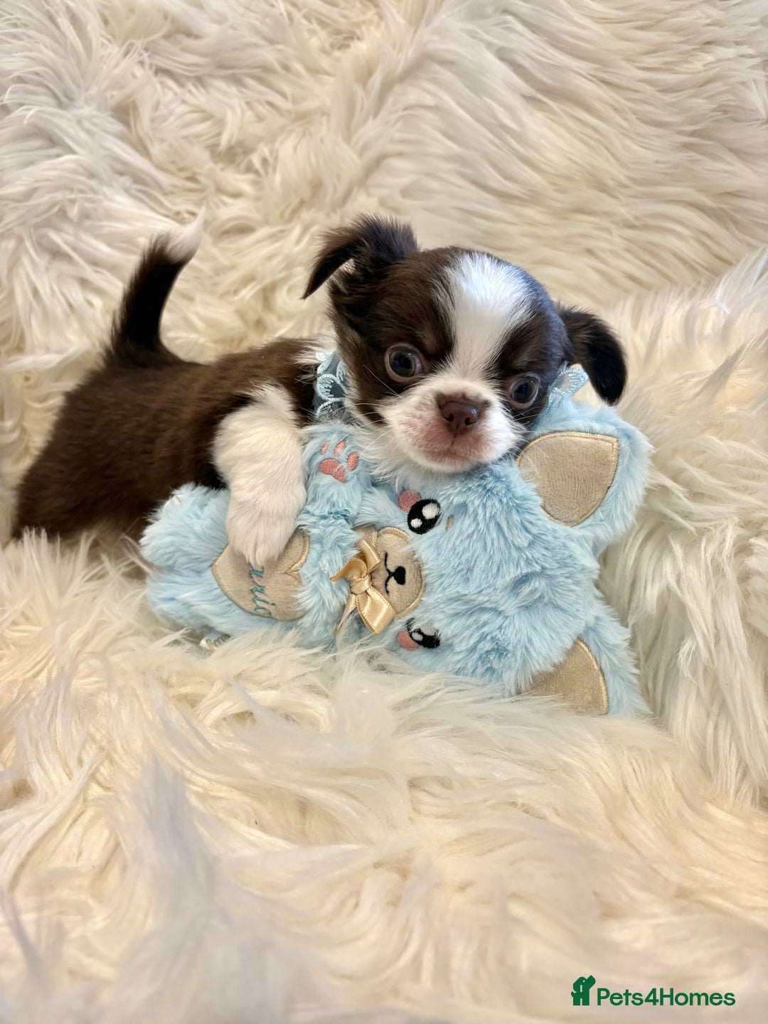 Chihuahua dogs for sale: CHIHUAHUA PUPPIES 🩵🩵 - Image 4