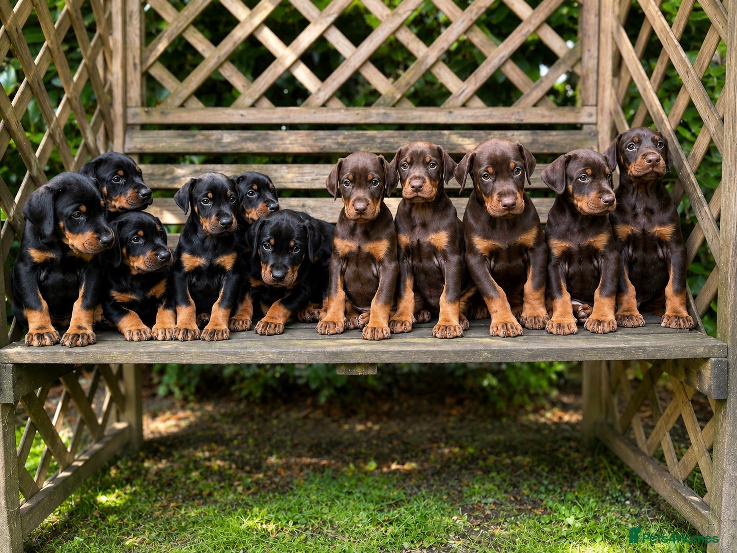 Dobermann dogs     ✨Carefully Planned KC Registered litter ✨  - Advert 15