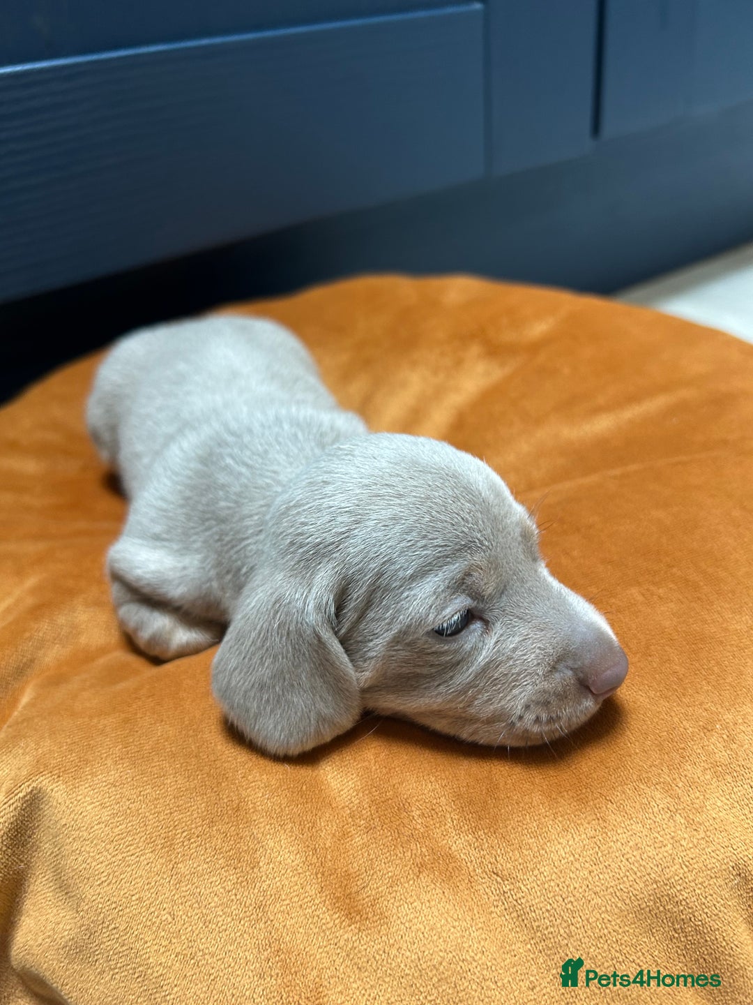 Dachshund dogs for sale: 5 stunning Dachshund puppies - Image 38