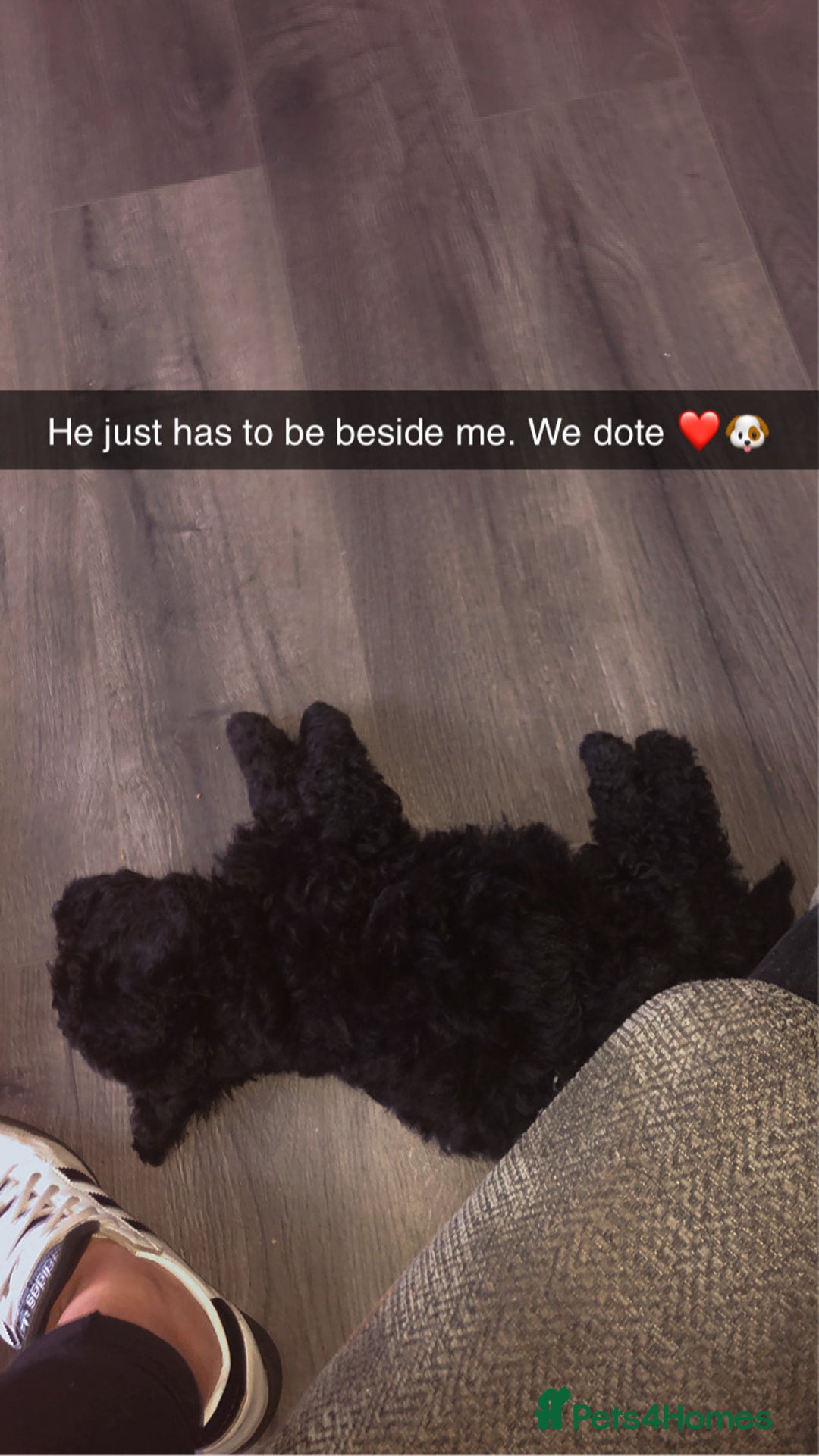 Cockapoo dogs for sale: Lucky  - Image 17