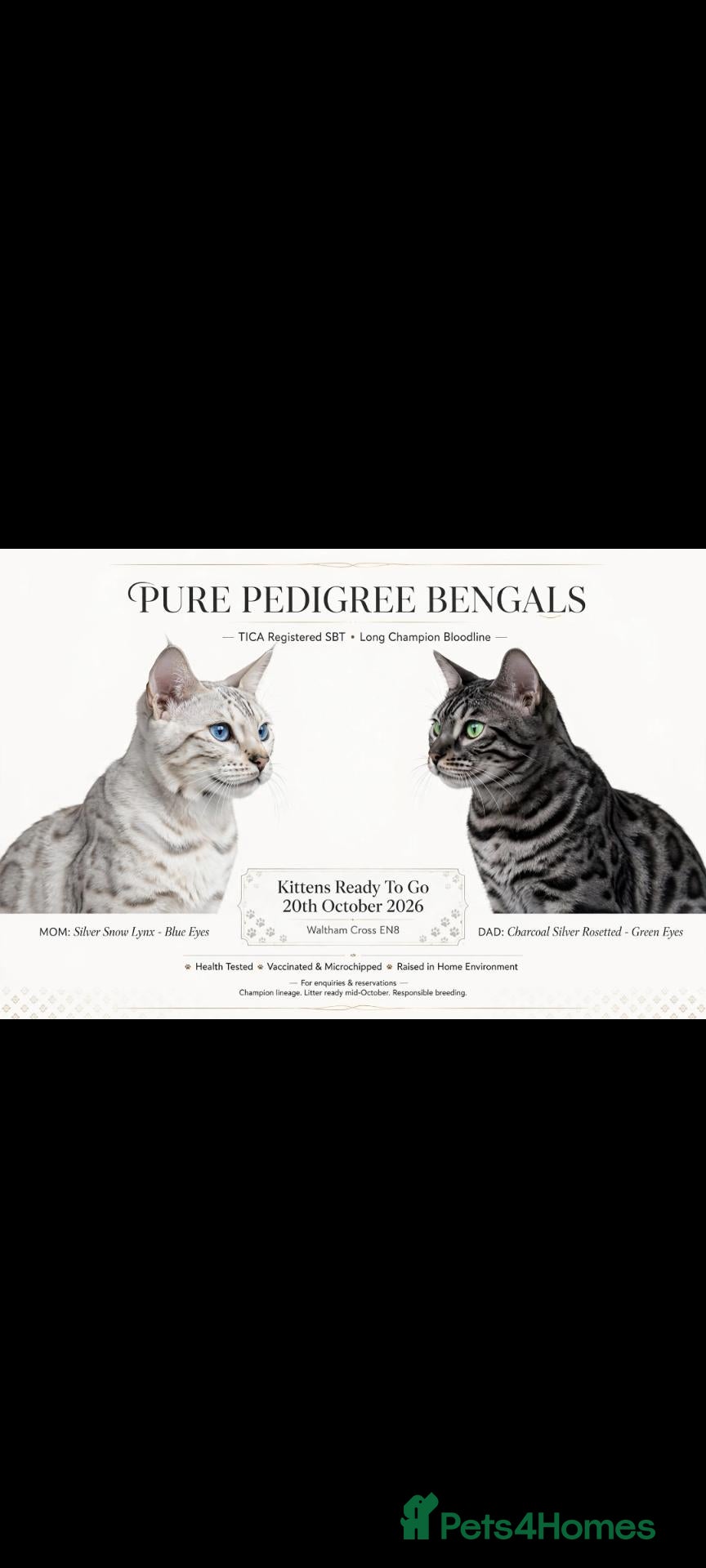 Bengal cats Adorable  full blood line pedigree Bengal kittens. - Advert 1