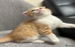 Mixed Breed cats for sale: Scottish fold mix ready to go from today. - Image 6