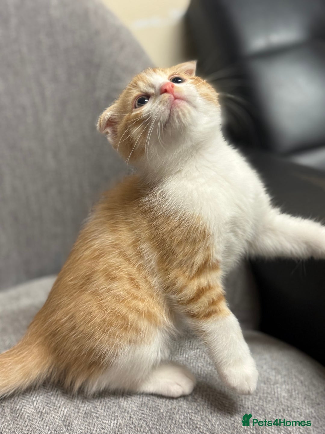 Mixed Breed cats for sale: Scottish fold mix ready to go from today. - Image 6