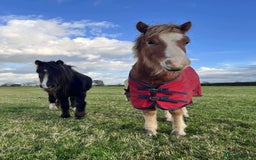 Welsh Section A horses for sale: Tame Gelding etm 11.2hh Kids Lead Rein Riding Pony - Advert 21