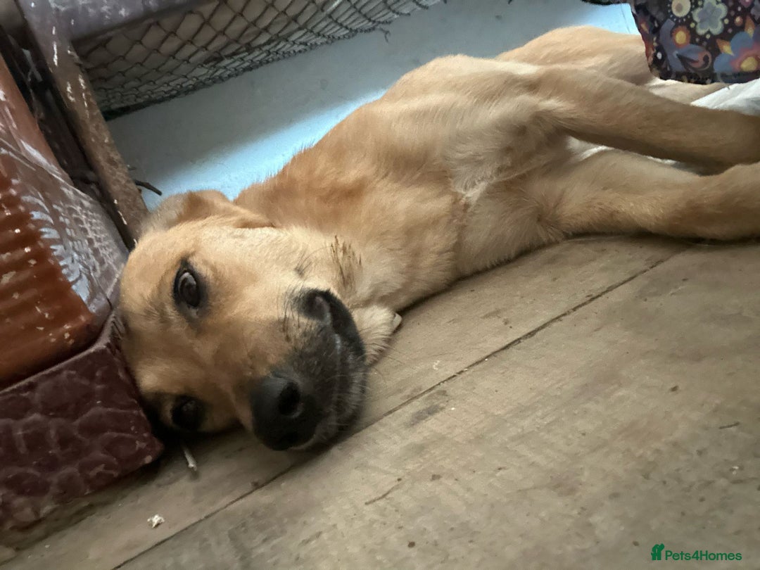 Mixed Breed dogs for adoption: 🐾🩷 MIDGET - a superb girl, for a Loving Home🐾🏡 - Image 1