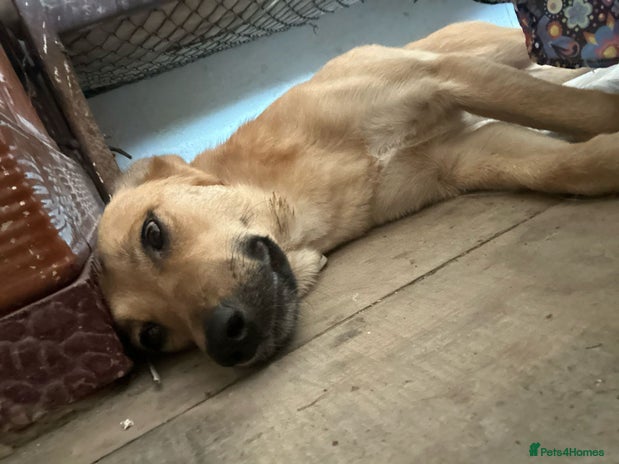 🐾🩷 MIDGET - a superb girl, for a Loving Home🐾🏡