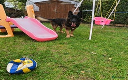 German Shepherd dogs for stud: German Shepherd boy for stud - Image 10
