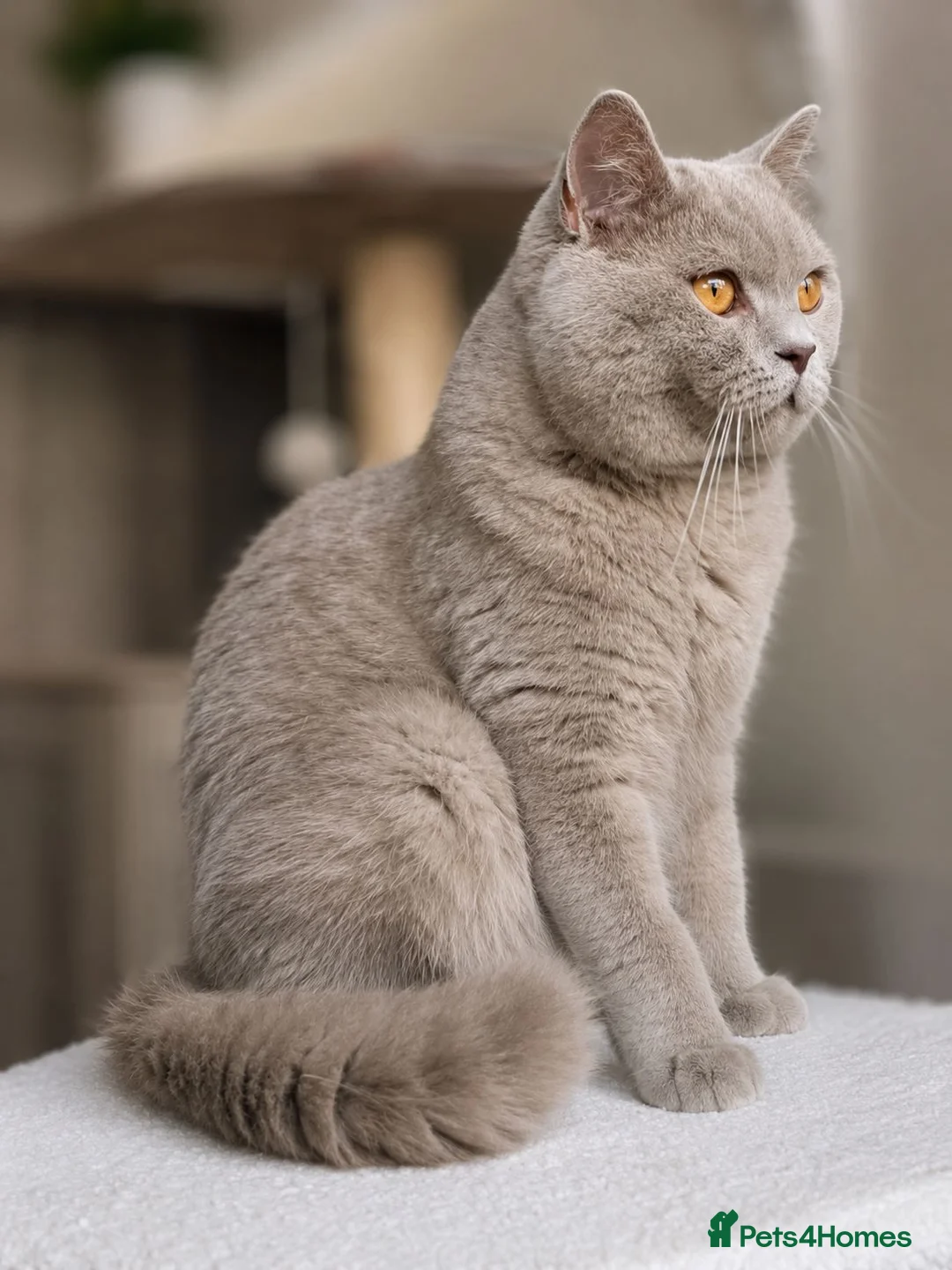 British Shorthair cats for stud: GCCF British Shorthair STUD - Advert 1
