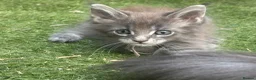 Maine Coon cats for sale: Stunning GCCF Registered Maine Coon Kittens  - Advert 2