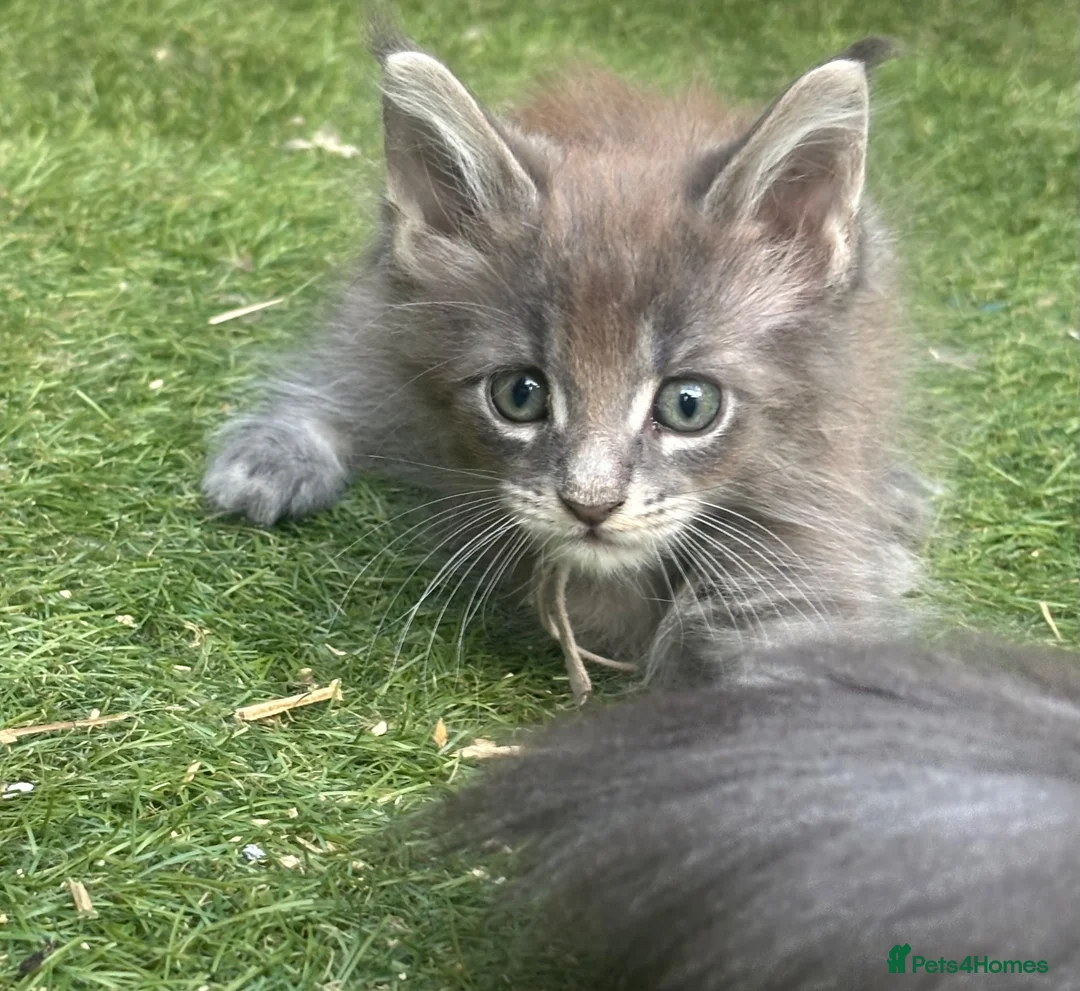 Maine Coon cats for sale: Stunning GCCF Registered Maine Coon Kittens  - Advert 2
