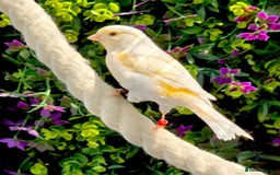 Canaries birds for sale: Various Canaries Available - Image 3