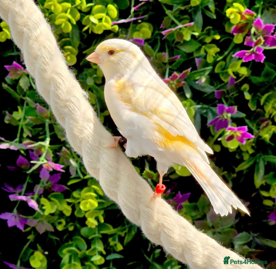 Canaries birds for sale: Various Canaries Available - Image 3