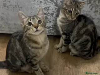 Mixed Breed cats Bengal cross kittens! - Advert 17