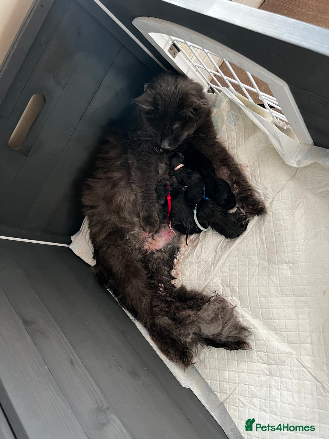 Maine Coon cats for sale: Maine coon kittens blue silver smoke rare colours - Advert 32