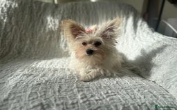 Yorkshire Terrier dogs for sale: Adorable Golddust Yorkshire Terrier Puppy! - Image 18