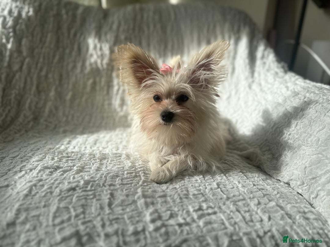 Yorkshire Terrier dogs for sale: Adorable Golddust Yorkshire Terrier Puppy! - Image 18