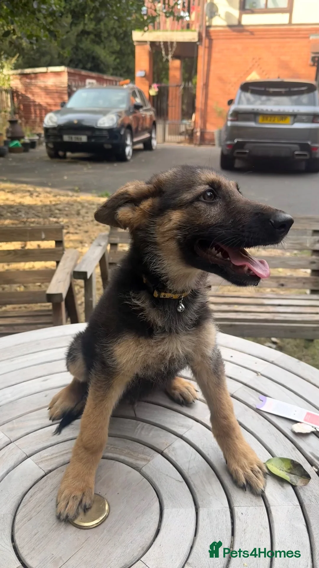German Shepherd dogs for sale: german shepherd puppies  - Advert 5