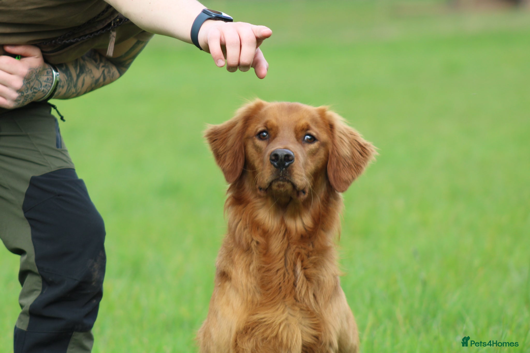 Golden Retriever dogs Compact, health tested stud dog. - Advert 2