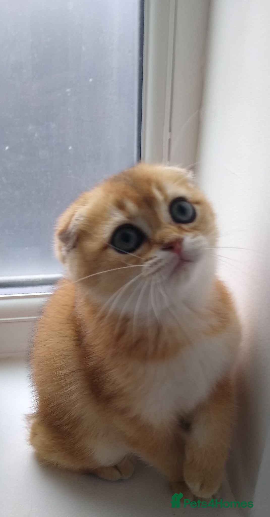 Scottish Fold cats 🐾 TICA Registered Scottish Fold Boy  🩵 - Advert 2