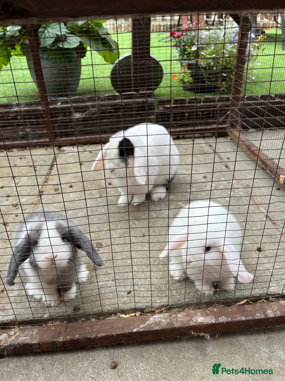 Mini Lop rabbits for sale: BEAUTIFUL MINI LOP BABIES READY NOW  - Image 16
