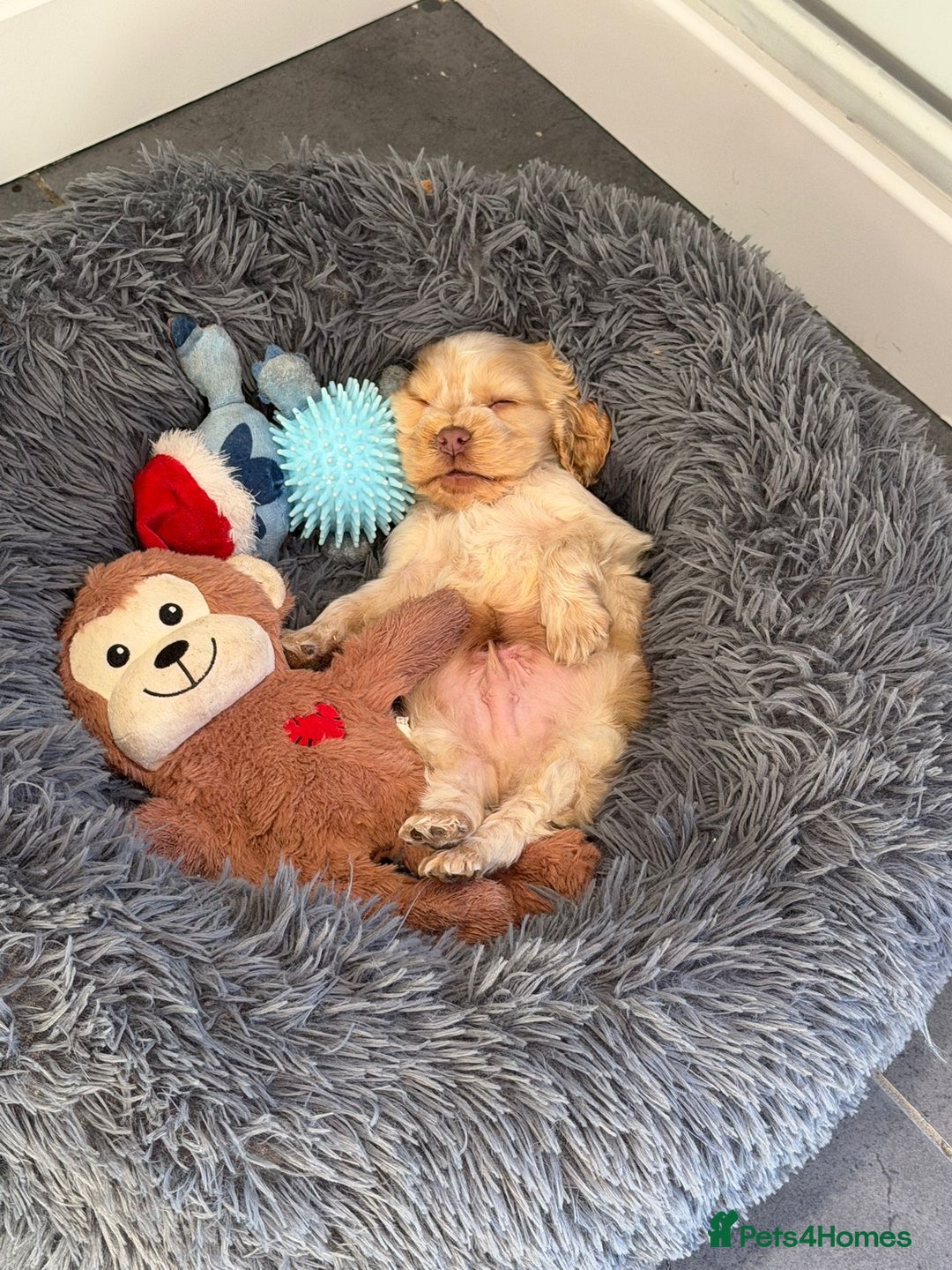 Cocker Spaniel dogs for sale: Show Cocker spaniel puppies orange roan - Advert 5