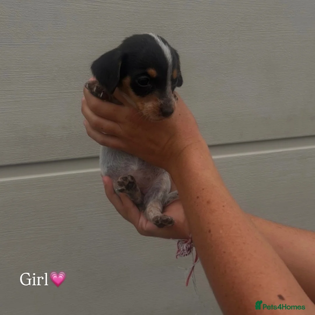 Jackshund dogs for sale: Jackhounds in Weston-super-Mare - Advert 14