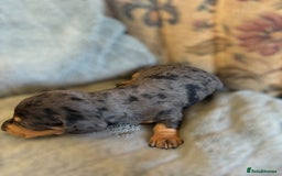 Miniature Dachshund dogs for sale: Lovely Mini Daschunds Looking For A Forever Sofa - Image 2