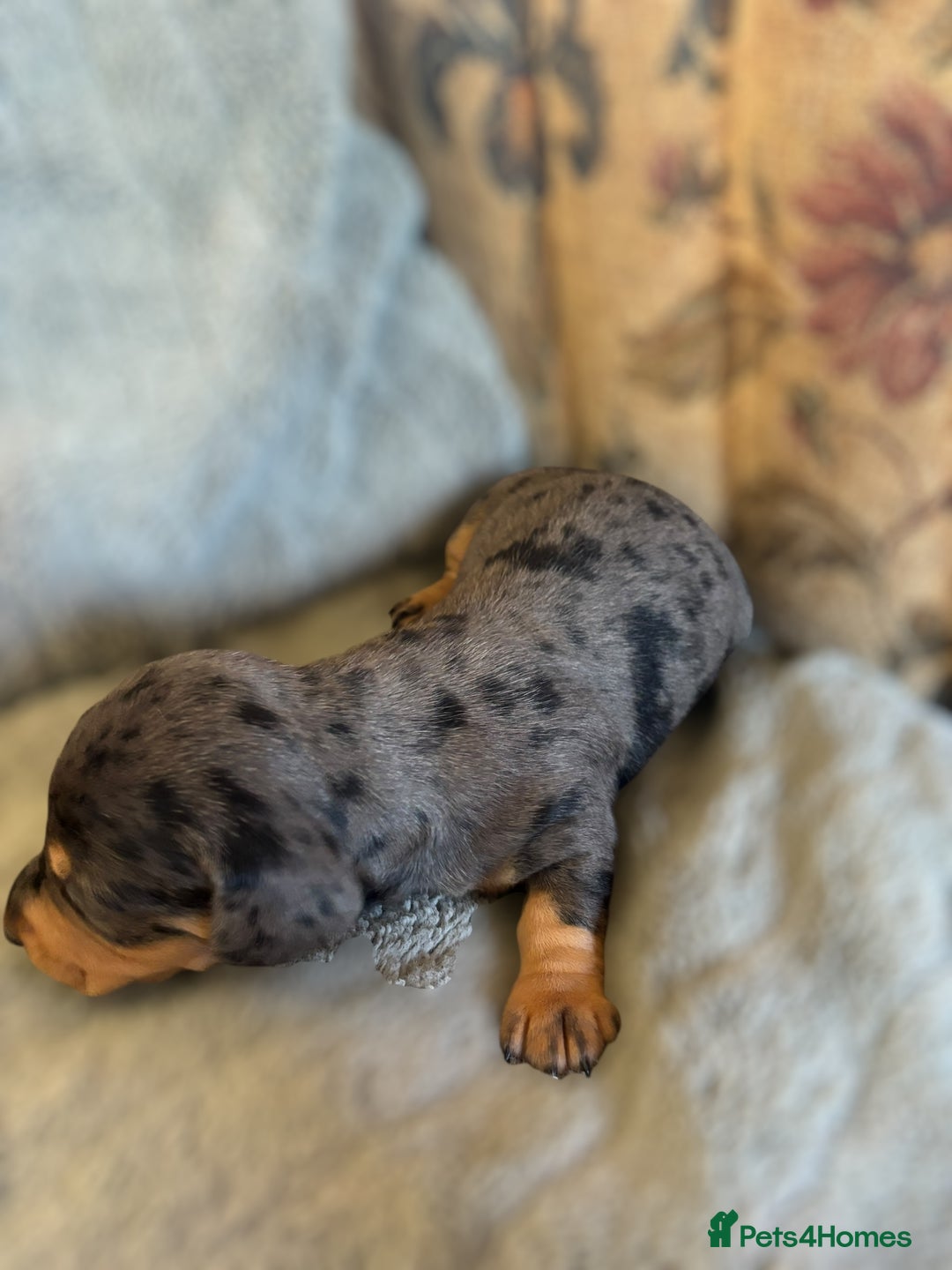 Miniature Dachshund dogs for sale: Lovely Mini Daschunds Looking For A Forever Sofa - Image 2
