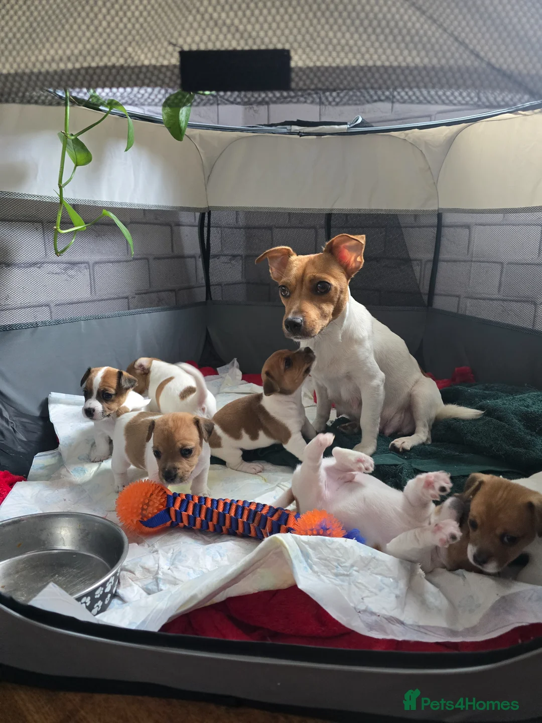 Jack Russell dogs for sale: Puppies for sale in Preston - Advert 27