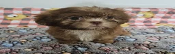 Shih Tzu dogs for sale: Choc Liver Shih Tzu puppies - Advert 27