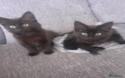 Mixed Breed cats for sale: 4 beautiful brown /black fluffy kittens for sale - Image 1