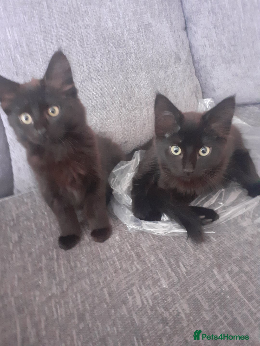 Mixed Breed cats for sale: 4 beautiful brown /black fluffy kittens for sale - Image 1