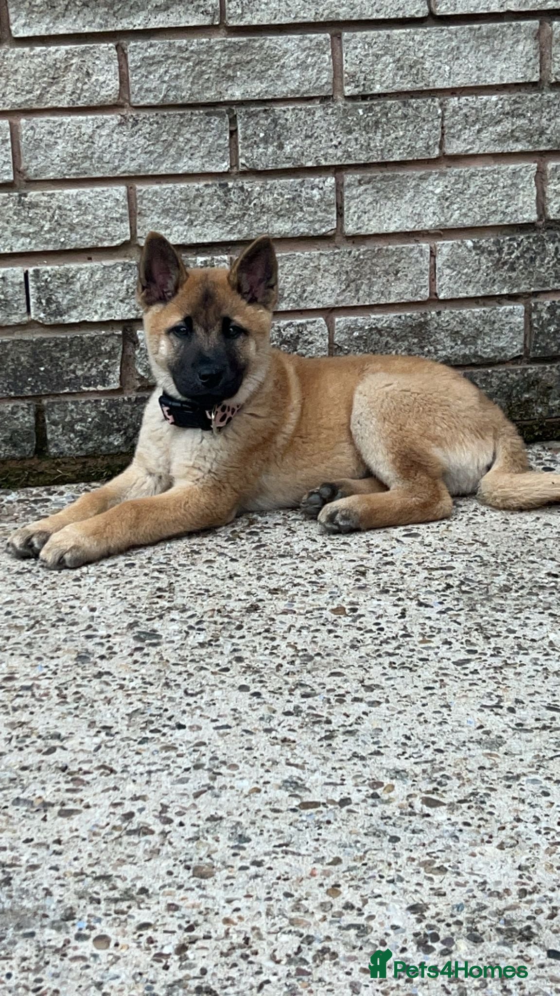 Mixed Breed dogs Beautiful Female Chow Chow x Belgian Malinois - Advert 8
