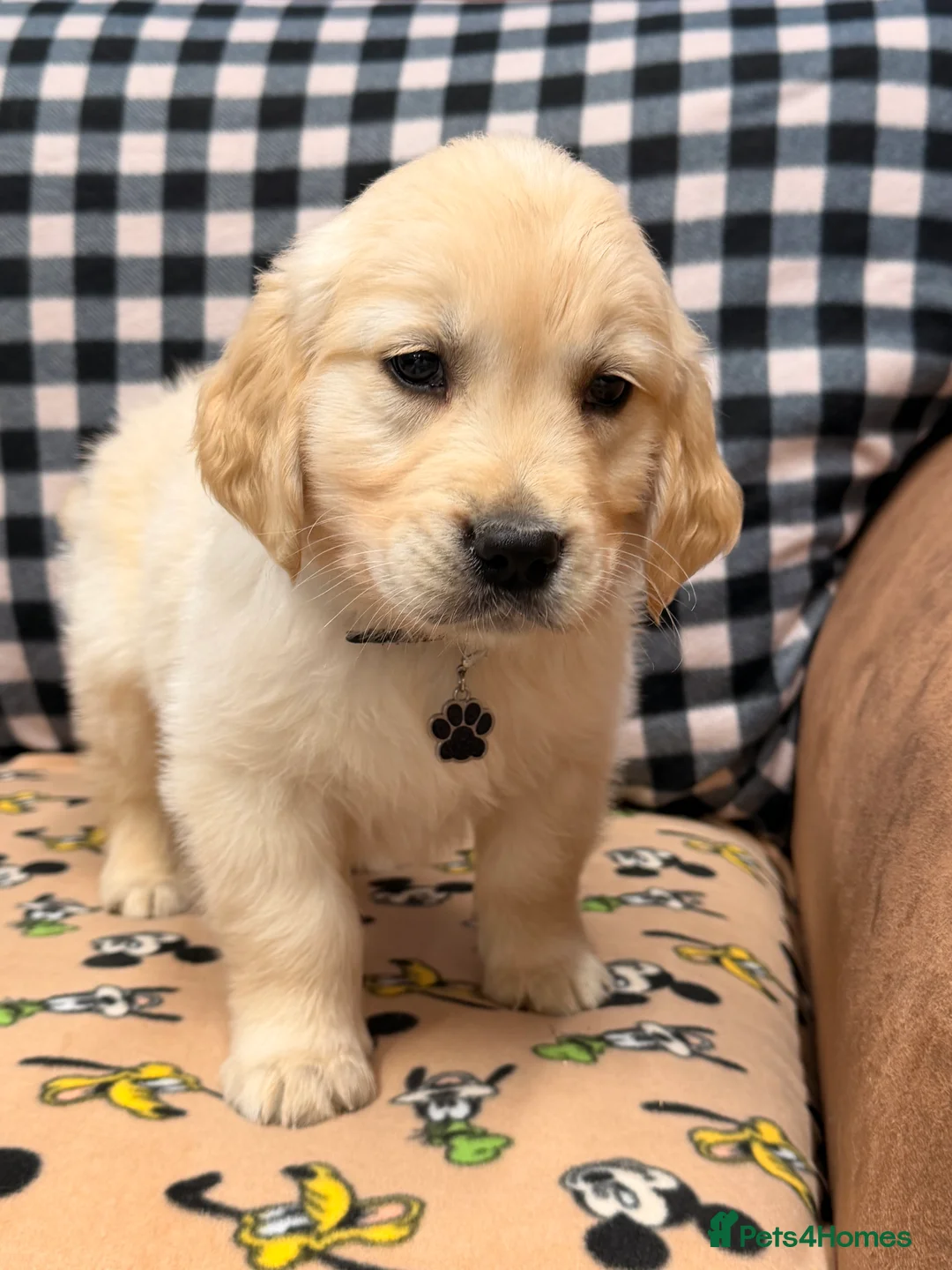 Golden Retriever dogs for sale: 🐶Fluffy bears looking for forever home💕💕 ! - Advert 8