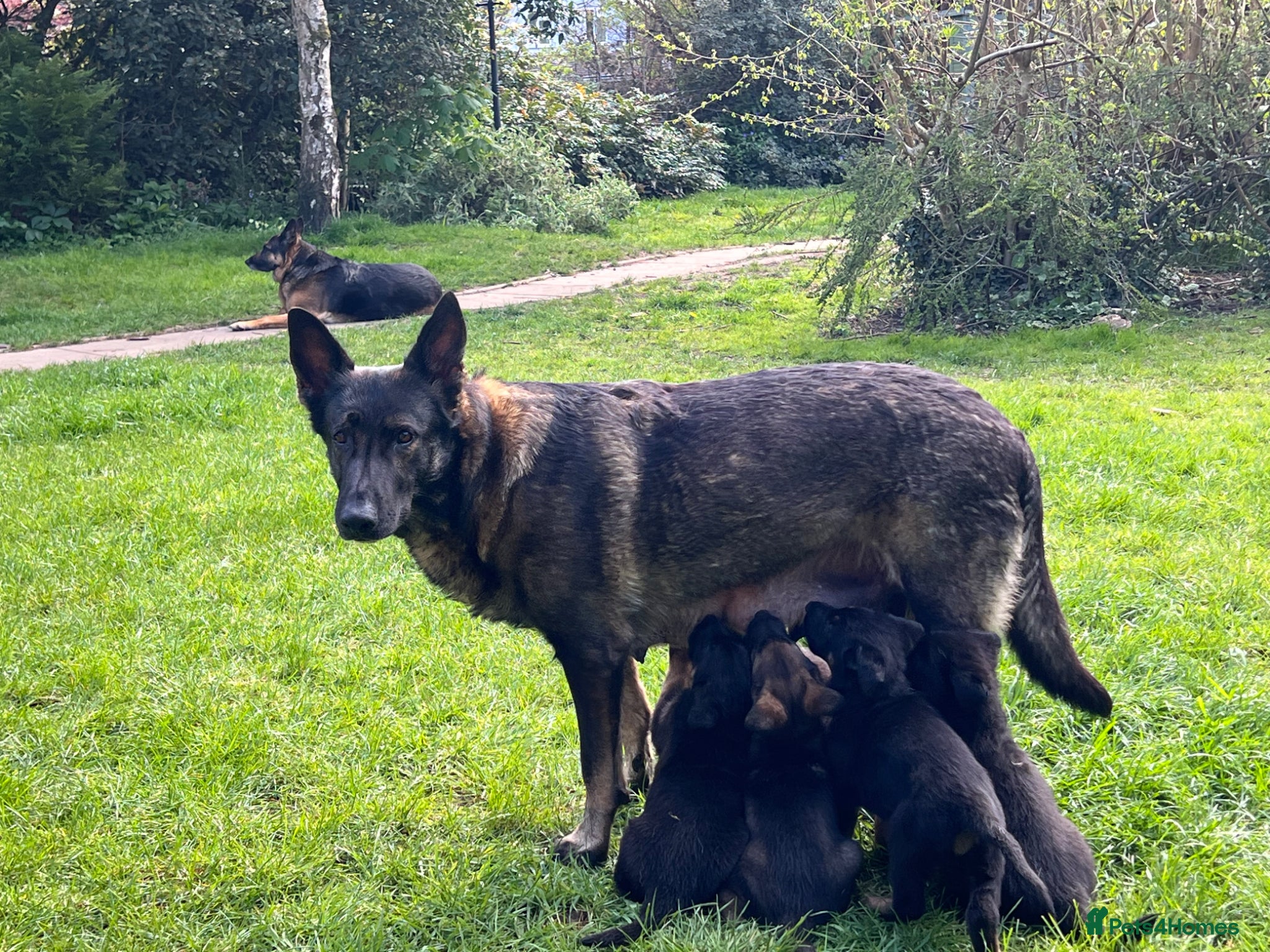 German Shepherd dogs Straight Back w/line German Shepherd puppies - Advert 2