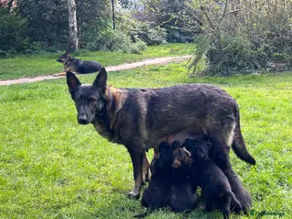 German Shepherd dogs Straight Back w/line German Shepherd puppies - Advert 2