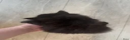 Mixed Breed cats for sale: Long hair kittens  - Advert 4