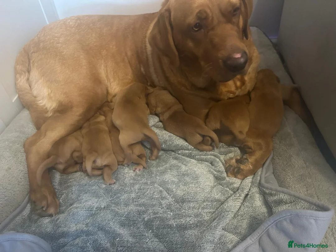 Cockerdor dogs for sale: Stunning fox red Cockerdor puppies - Advert 2