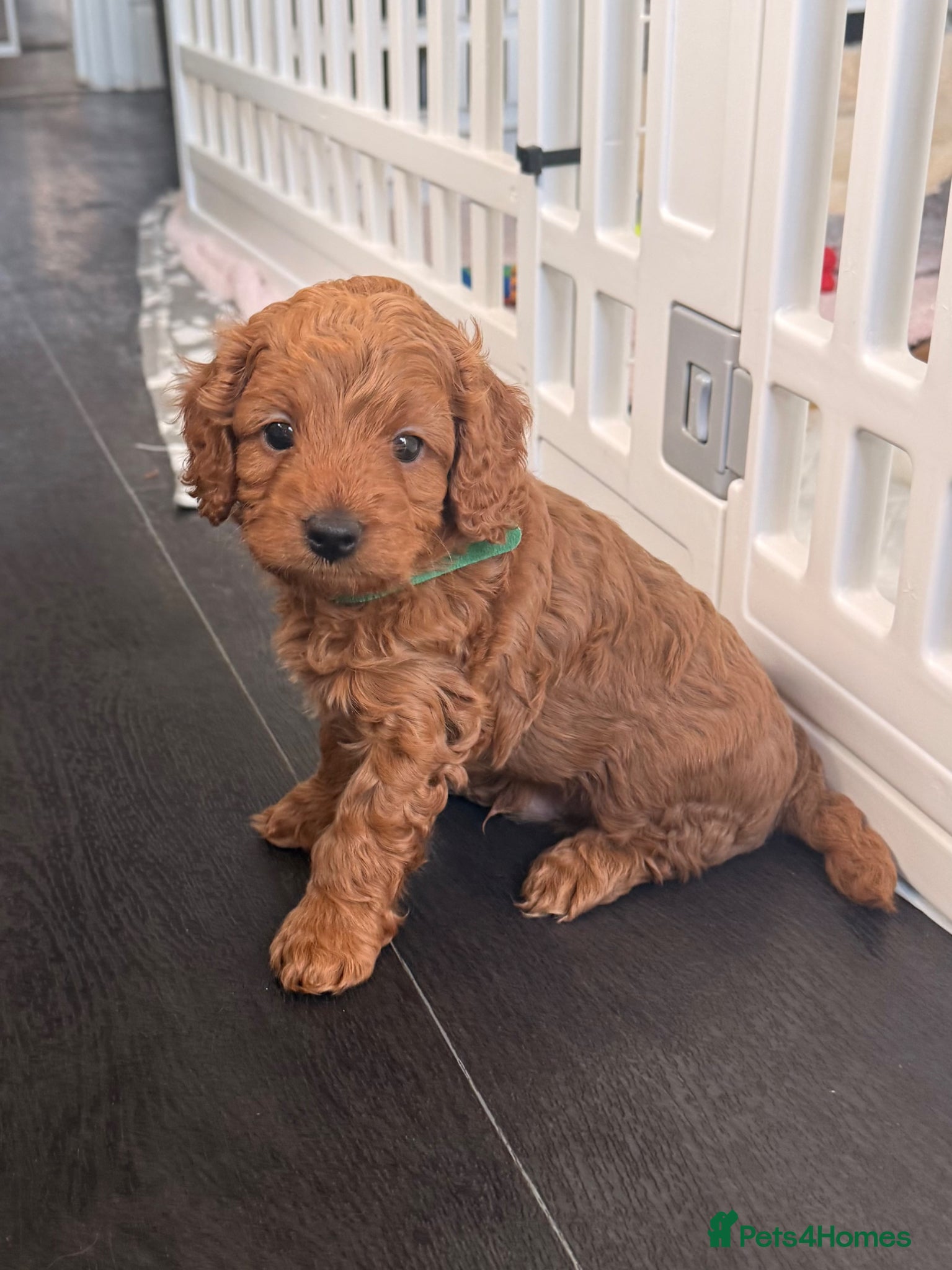 Cavapoo dogs Outstanding Cavapoo puppies - Advert 1