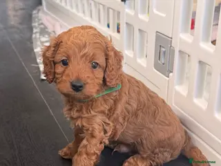 Cavapoo dogs Outstanding Cavapoo puppies - Advert 1