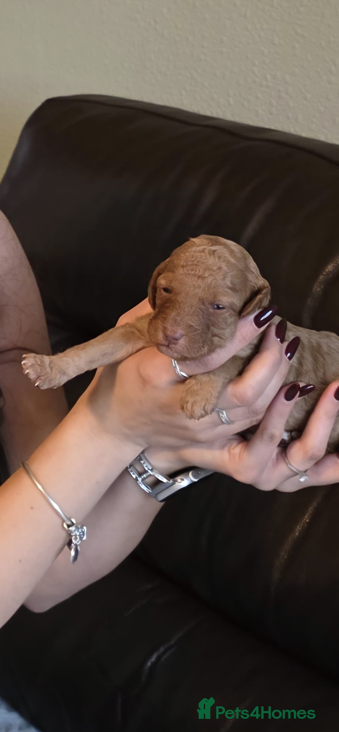 Cockapoo dogs for sale: Adorable F2b Cockapoo Puppies – Ready to Reserve  - Image 28