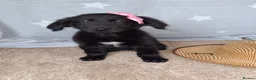 Mixed Breed dogs for sale: Health tested Flatcoat x golden retriever puppies. - Advert 4