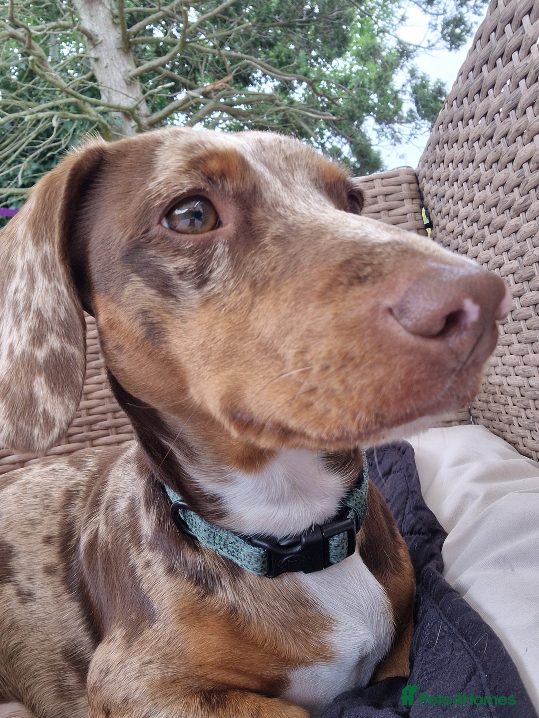 Dachshund dogs for stud: Daushound available for stud.  - Advert 1