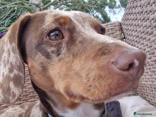 Dachshund dogs Daushound available for stud. - Advert 1