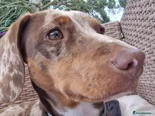 Dachshund dogs Daushound available for stud. - Advert 17